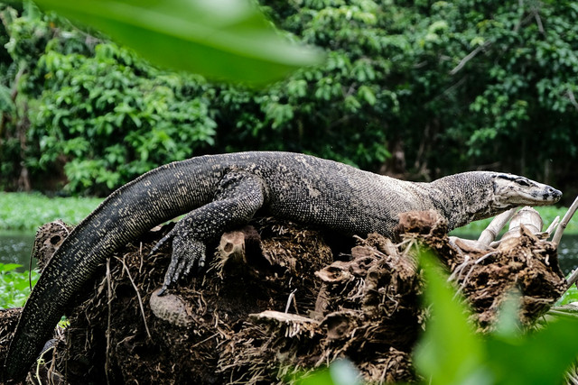 Ilustrasi biawak. Foto: Unsplash