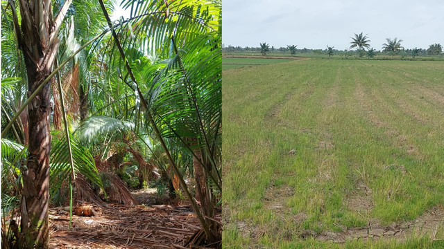 Pohon sagu di Kampung Ivimahad, Distrik Kurik dan padi di Kampung Harapan Makmur. (Dok. Pribadi)