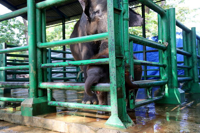 Rocky bersama induknya. Foto: Diskominfo Surabaya 