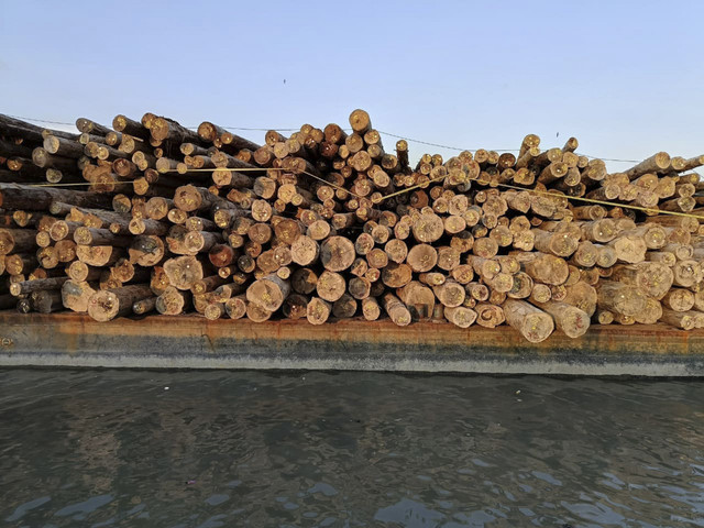 Satgas PKH amankan 4.610 meter kubik kayu bulat ilegal asal Hutan Sipora, Kepulauan Mentawai, di Pelabuhan Gresik, Jawa Timur, Selasa (14/10/2025). Foto: Kejagung