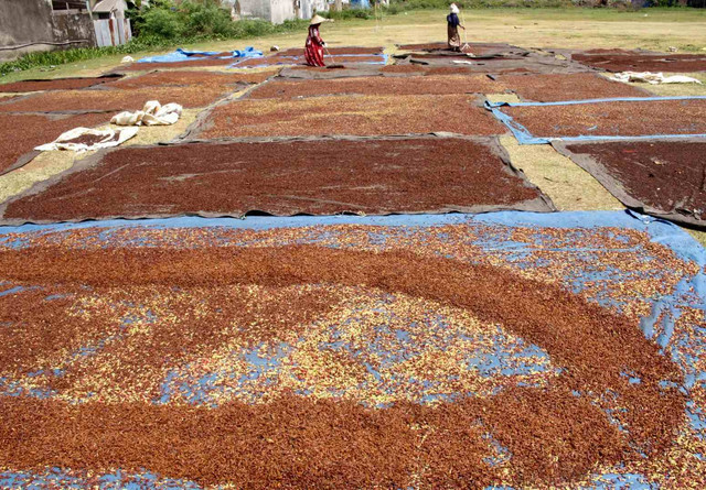 Pekerja menjemur cengkih di Kecamatan Somba Opu, Kabupaten Gowa, Sulawaesi Selatan, Kamis (3/9/2020). Foto: Arnas Padda/Antara Foto