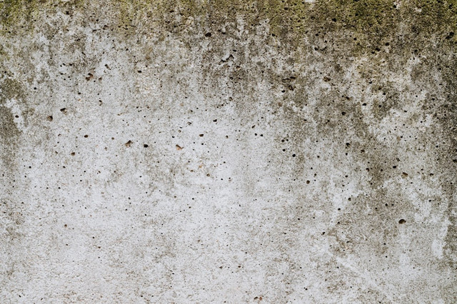 Ilustrasi black mold atau jamur hitam. Foto: Unsplash