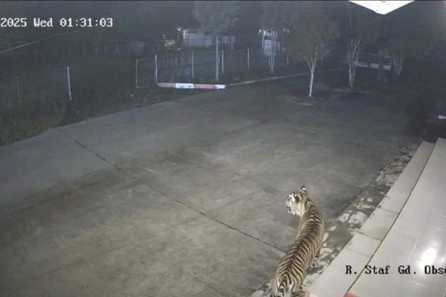 Harimau sumatra terekam kamera CCTV milik BRIN di Agam, Rabu (15/10/2025) dini hari. Foto: ANTARA/BKSDA Sumbar