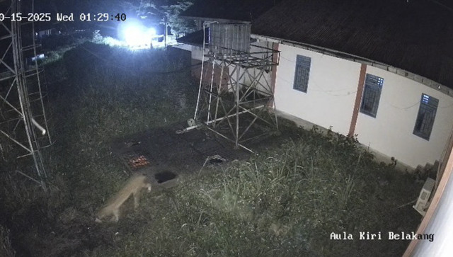 Harimau Sumatera berkeliaran di Kantor BRIN Agam, Sumatera Barat. Foto: Dok. BKSDA Sumbar