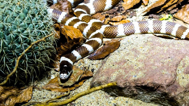 Ilustrasi Ular weling. Foto: Pixabay