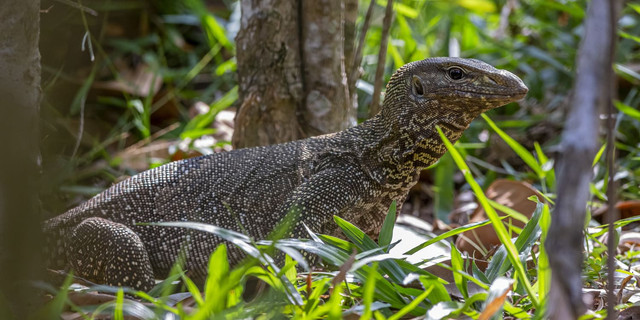 Ilustrasi biawak. Foto: Freepik