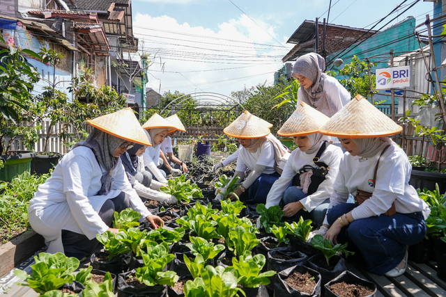 BRI Peduli menggelar kegiatan Panen Raya BRInita di Kebun Agro Wisata Kampung Berkebun Pajajaran, Bandung dalam memperingati Hari Pangan Sedunia. Foto: Dok. BRI