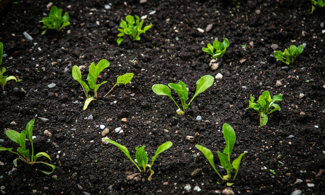 Ilustrasi tanah. Foto: Unsplash