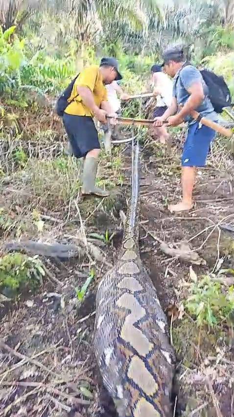 Warga menarik ular piton yang telah menelan seekor sapi. Foto: Dok. Istimewa