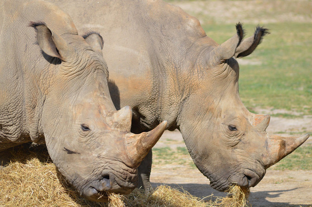 Ilustrasi Badak Betina. Foto: Pixabay