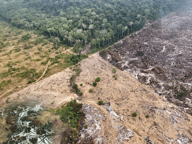 Deforestasi kawasan hutan Foto: Shutter Stock