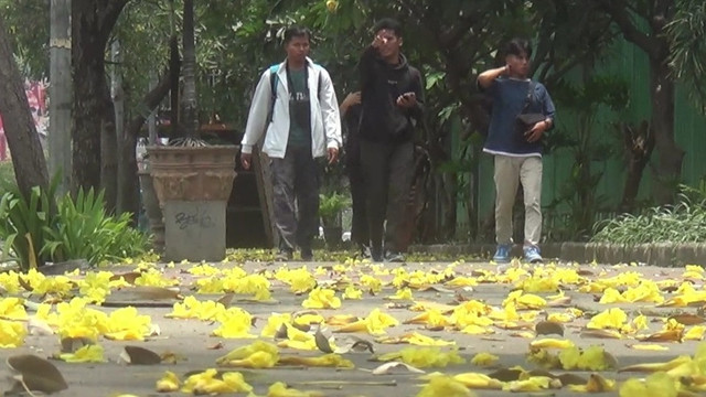 Bunga pohon Tabebuya bermekaran di Kota Bekasi, Jawa Barat. Foto: kumparan