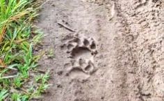 Jejak harimau Sumatera yang sempat berpapsan di ladang di Kabupaten Agam, Sumbar. Foto: Dok. BKSDA Agam