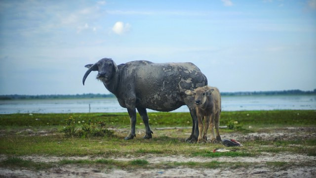 Potret peternakan kerbau rawa di Tanjung Senai, Sumsel, Selasa (23/2) Foto: ary priyanto/Urban Id