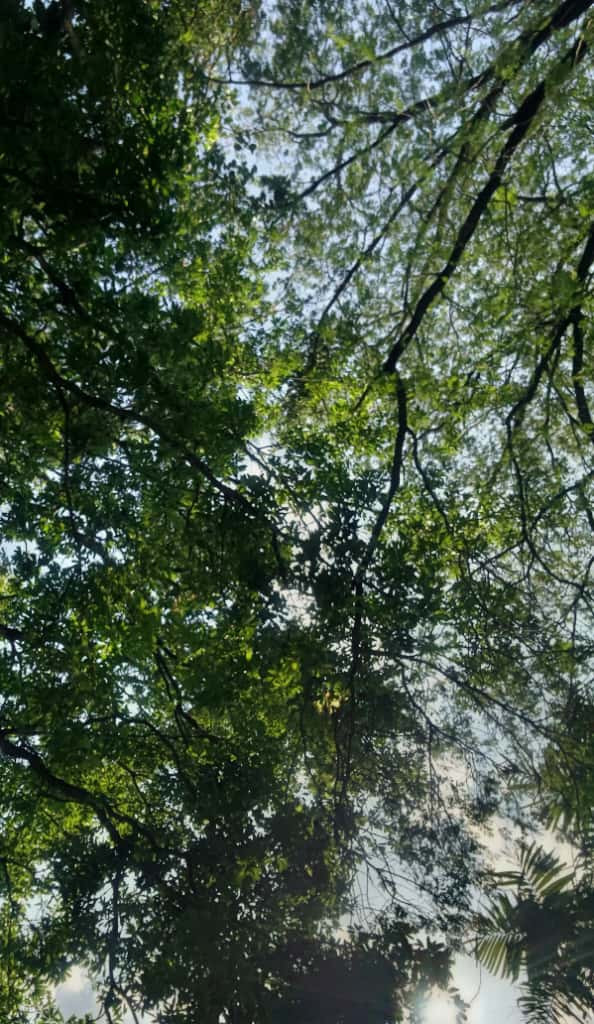 ILUSTRASI. rimbun dedaunan (sumber: pribadi)