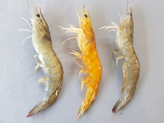 Ilustrasi: Udang Emas (Dokumen Pribadi)