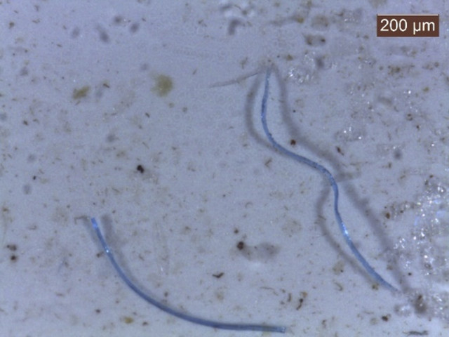 Mikroplastik yang terkandung di air hujan Jakarta. Foto: Dok. BRIN