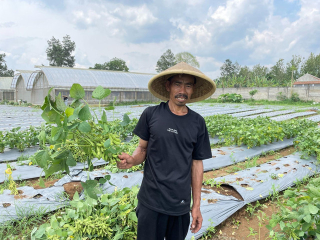 Panen edamame di Pesantren Tahfidz Green Lido dari hasil tanah wakaf produktif. Foto: dok. Dompet Dhuafa