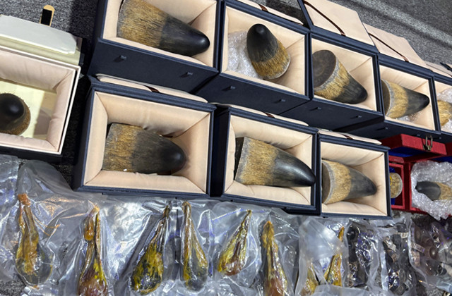 Organ Satwa Liar yang diamankan oleh bea cukai dan Barantin. (foto: istimewa) 