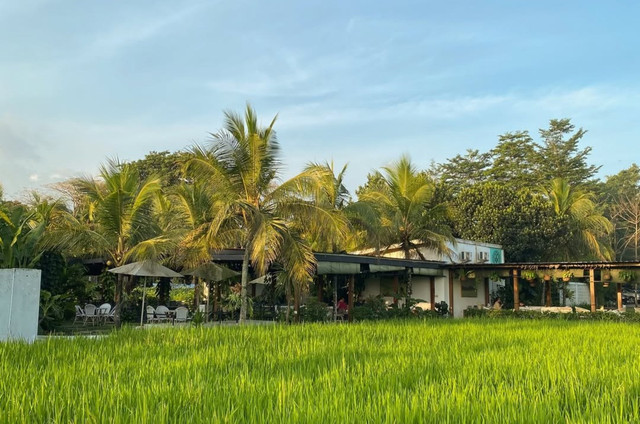 Coconut Coffee & Eatery Palagan menghadirkan suasana tropis yang asri, berpadu dengan pemandangan sawah hijau dan deretan pohon kelapa. Foto: Dok. Coconut Coffee & Eatery