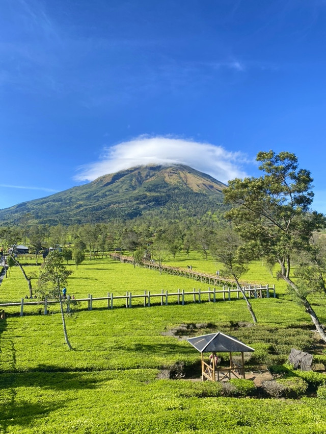 Pemandangan Kebun Teh Sikatok dengan latar belakang Gunung Sindoro yang diselimuti awan, Sumber : Nayla Zalfa Gisela Azzahra (Pribadi)