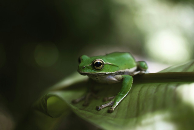 Ilustrasi hewan amfibi. Foto: Unsplash