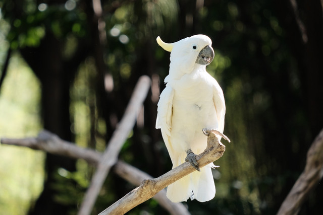 Burung kakaktua kecil jambul kuning. Foto: Wisnu Kusuma/Shutterstock