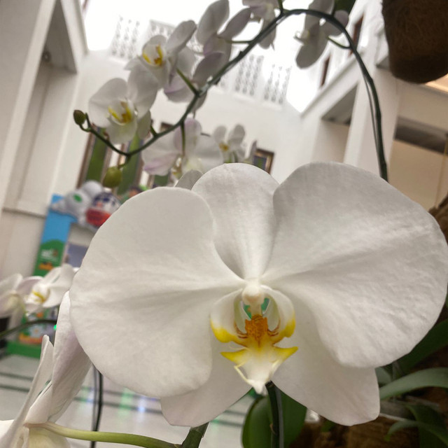 Phalaenopsis amabilis endemik Indonesia yang diakui sebagai Puspa Pesona (Dokumen Pribadi)