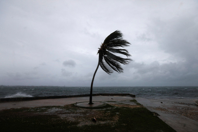 Sebuah pohon palem bergoyang di tepi pantai Kingston saat Badai Melissa mendekat, di Kingston, Jamaika, Senin (27/10/2025). Foto: Octavio Jones/REUTERS