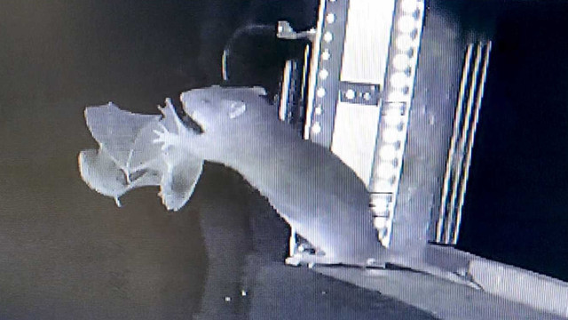 Kamera ilmuwan berhasil mendokumentasikan perilaku tikus cokelat (Rattus norvegicus) memangsa kelelawar yang sedang terbang di udara. Foto: Dok. Florian Gloza-Rausch dan Knörnschild Lab