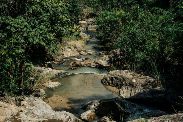 Ilustrasi habitat, ekosistem, dan bioma. Foto: Unsplash