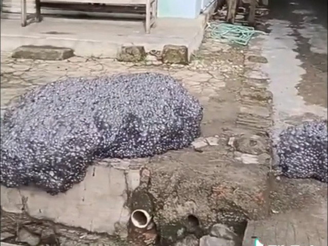 Busa hitam terbang di kawasan Patokbeusi Subang, diduga limbah pabrik. Foto: Dok. Istimewa