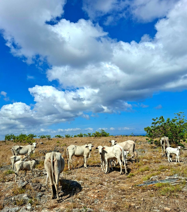 Hewan ternak mencari pakan di ladang rumput kering di Desa Napu, Kecamatan Haharu, Kabupaten Sumba TImur. Foto: Pupung Arifin (2025)
