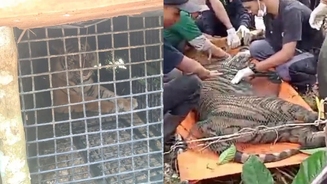 Harimau yang masuk kandang jebak di Pemangku Kali Pasir, Pekon Sukabumi, Kecamatan Batu Brak. | Foto: Dok Istimewa