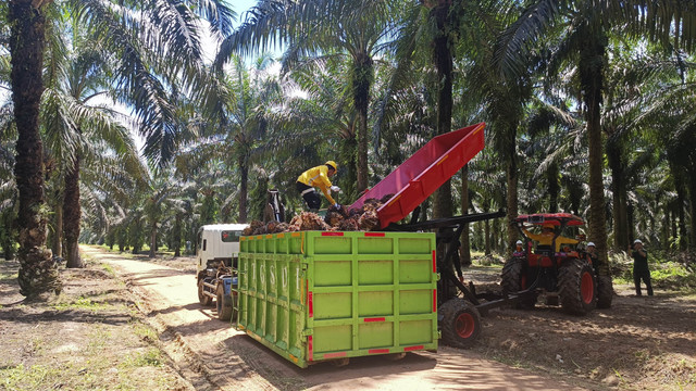 Proses panen kelapa sawit di lahan Astra Agro Lestari di Pangkalan Bun, Kalimantan Tengah. Foto: Muhammad Darisman/kumparan