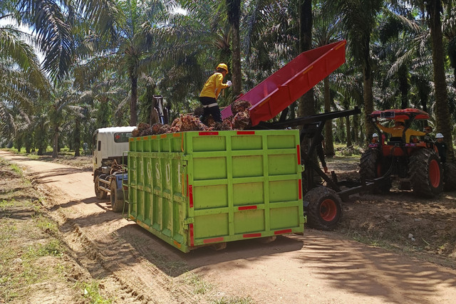 Proses panen kelapa sawit di lahan Astra Agro Lestari di Pangkalan Bun, Kalimantan Tengah. Foto: Muhammad Darisman/kumparan