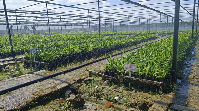 Proses pembibitan di salah satu lahan Astra Agro Lestari di Pangkalan Bun, Kalimantan Tengah. Foto: Muhammad Darisman/kumparan