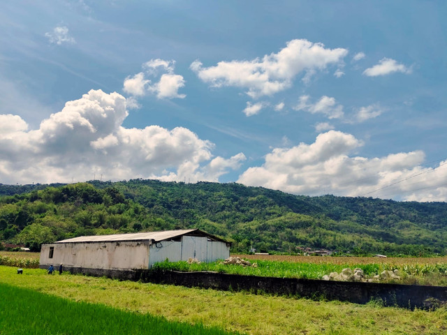 Pemandangan membentang Dusun Jombor yang viral usai menjadi lokasi syuting sebuah film di Kalurahan Srimulyo, Kapanewon Piyungan, Kabupaten Bantul. 

 Foto: Arfiansyah Panji Purnandaru/kumparan