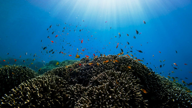 Ilustrasi keanekaragaman tingkat jenis. Foto: Unsplash