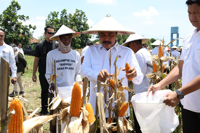 Menteri Imigrasi dan Pemasyarakatan (Imipas), Agus Andrianto, melaksanakan panen raya jagung hibrida di Kabupaten Sidoarjo, Jumat (31/10/2025). Foto: Dok. Kemenipas