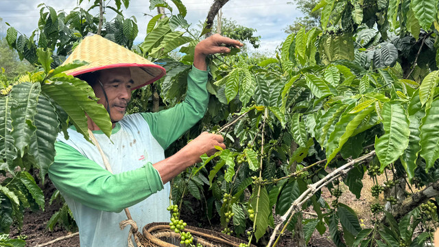 Petani di Pagar Alam saat memanen kopi di kebun. (foto: Urban Id) 