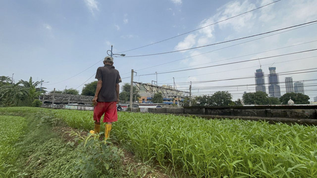 Lahan bayam di perkebunan Bantaran Ciliwung yang dikelola Jahri pada Sabtu (1/11/2025). Foto: Amira Nada Fauziyyah/kumparan