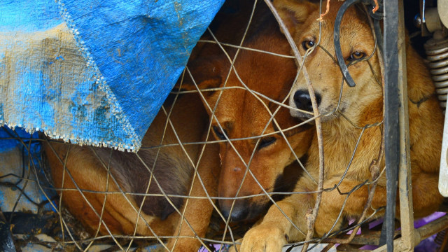 Ilustrasi anjing untuk dikonsumsi. Foto: Shutterstock