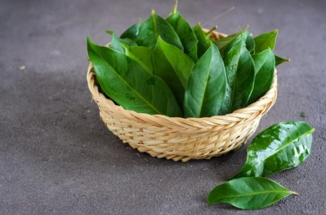 Gambar Daun Salam. Shutterstock