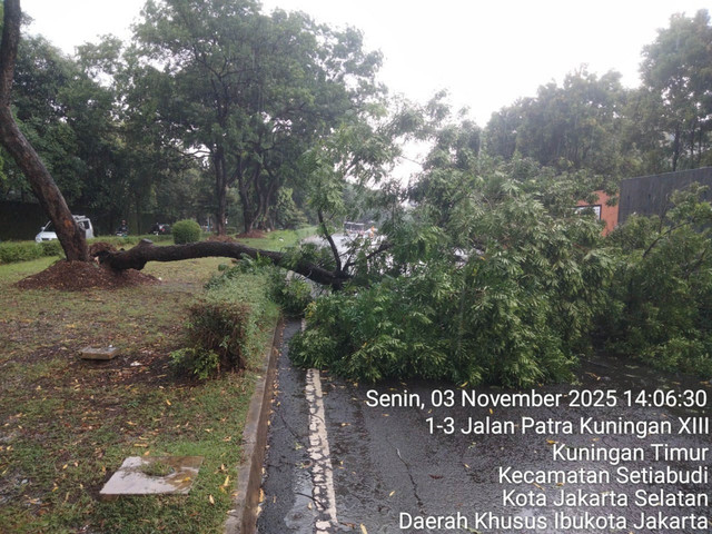 Pohon tumbang di jalan Patra Kuningan XIII Setia Budi, Jakarta Selatan, Senin (3/11/2025). Foto: X/ @TMCPoldaMetro
