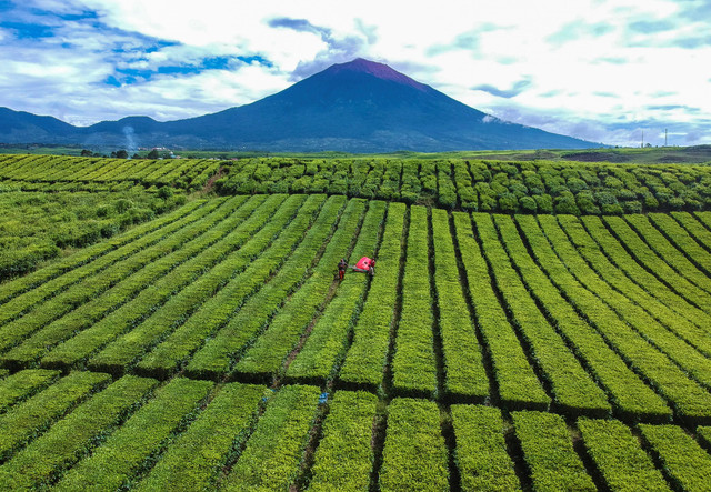Foto udara pekerja memanen pucuk daun teh di kaki Gunung Kerinci kawasan perkebunan Teh Kayu Aro PT Perkebunan Nusantara (PTPN) IV Region 4, Kerinci, Jambi. Foto: Wahdi Septiawan/ANTARA FOTO