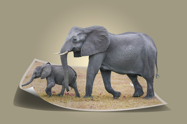 Ilustrasi Elephant Pet Grow a Garden. Foto: Pixabay.com/ArtTower