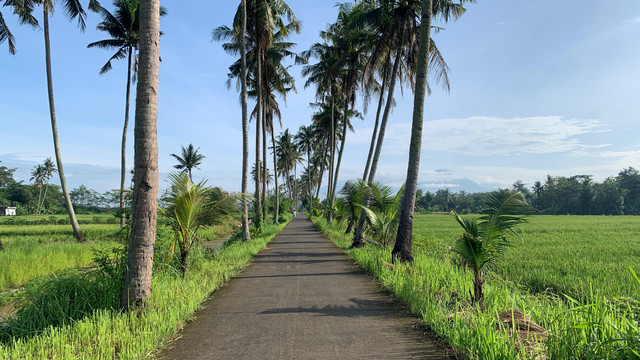 Wisata Deretan Pohon Kelapa Moyudan, Foto suasana pagi, Sumber: Ahsan Hilmi
