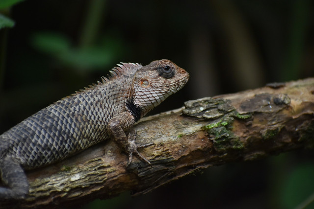 Ilustrasi bunglon sebagai hewan yang bisa berkamuflase. Foto: Unsplash