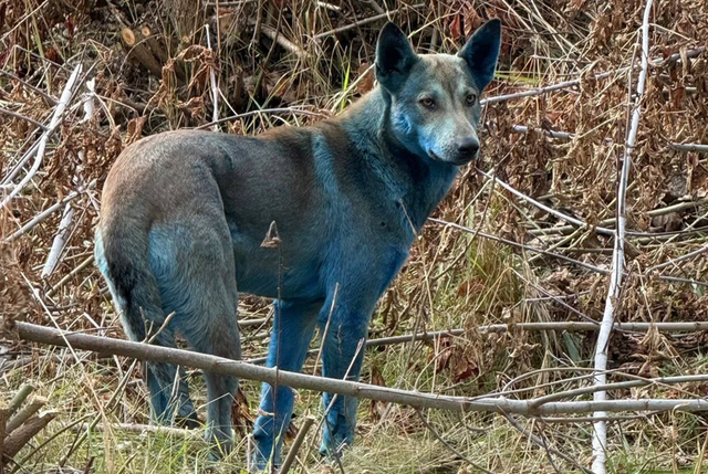 Anjing dengan bulu berwarna biru yang ditemukan di kawasan terlarang Chernobyl. Foto: Clean Futures Fund via Facebook